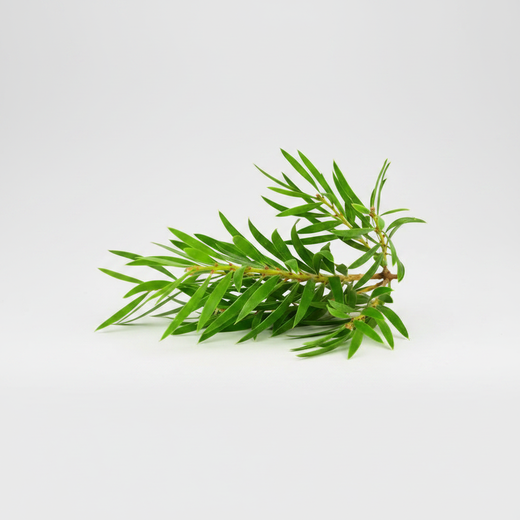 Tea Tree Essential Oil (Australian)