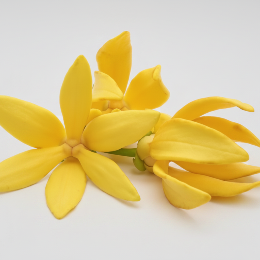Ylang Ylang Essential Oil (Cananga odorata)