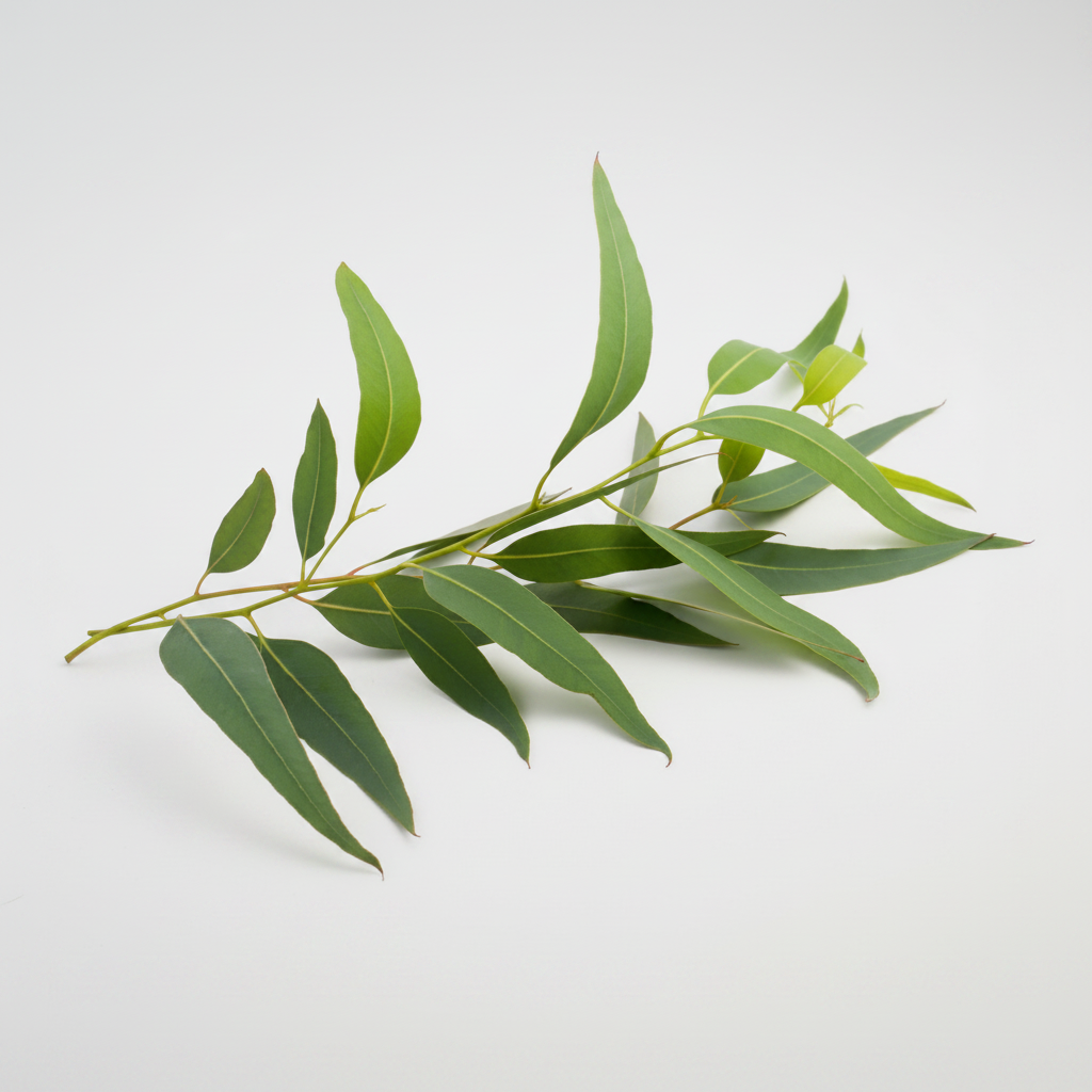 Eucalyptus Essential Oil (Globulus)