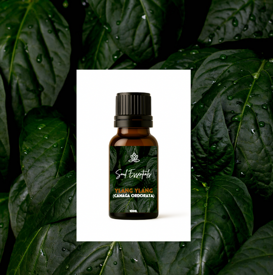 Ylang Ylang Essential Oil (Cananga odorata)